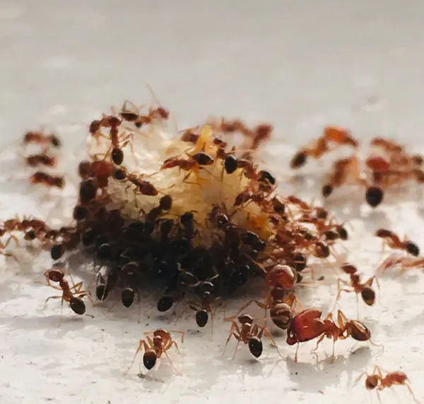 Close-up of an ant infestation treated by Home & Business Solutions