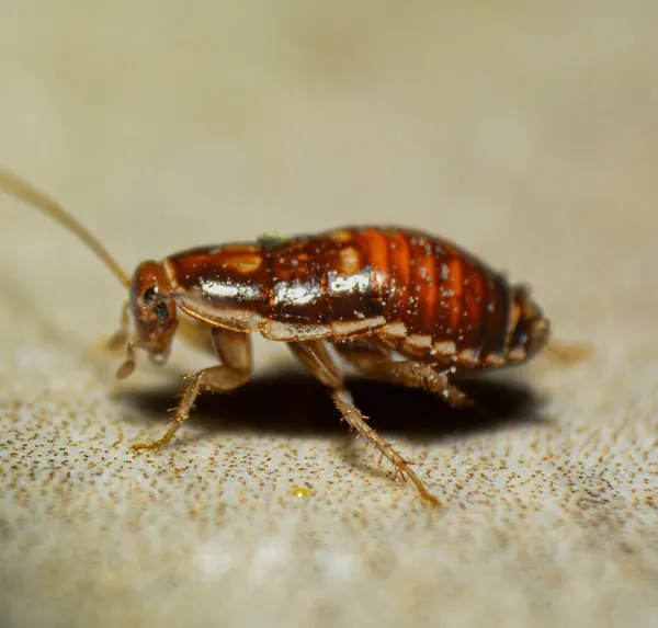 Close-up of a cockroach infestation treated by Home & Business Solutions