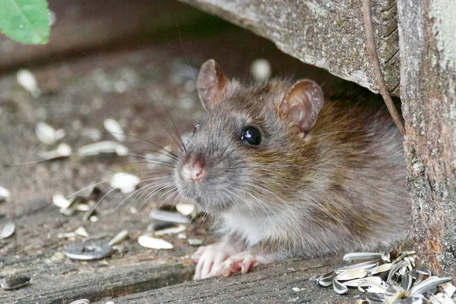Home & Business Solutions technician locating a rodent entry point under a kitchen unit