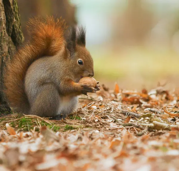 Squirrel causing property damage, treated by Home & Business Solutions